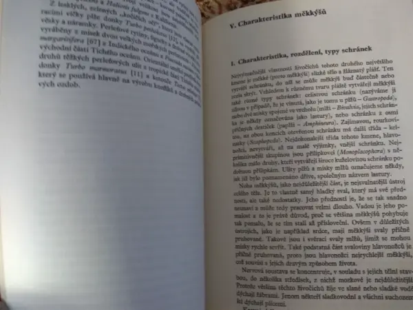 Krása lastur 4