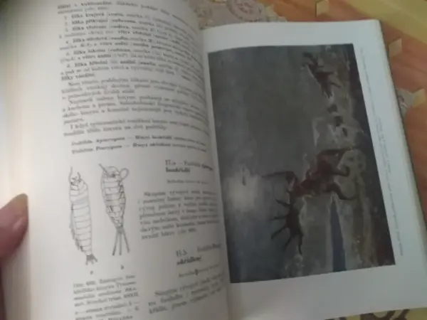 Geologická minulost Země - Dvořák, Růžička (1966) 8