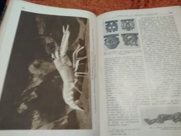 Kniha Kosmos - Handweiser für Naturfreunde (1933) 10