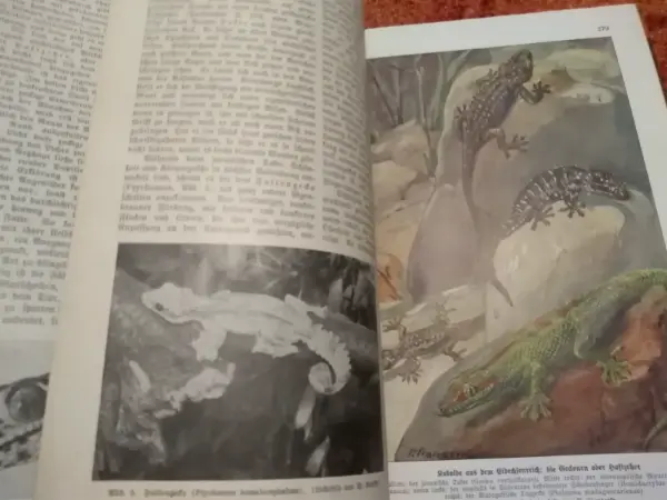Kniha Kosmos - Handweiser für Naturfreunde (1933) 6