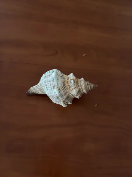 Dekorativní mořská mušle