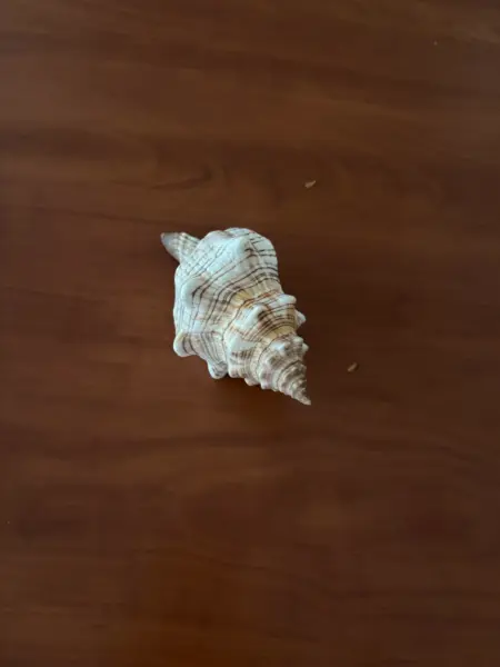 Dekorativní mořská mušle 2
