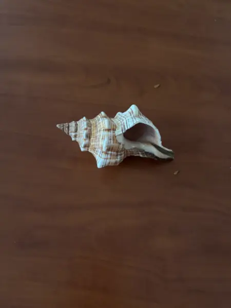 Dekorativní mořská mušle 3