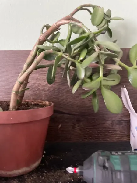 Pokojová rostlina tlustice (Crassula)