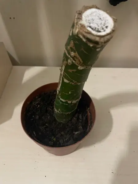 Řízek pokojové rostliny Dracaena 2