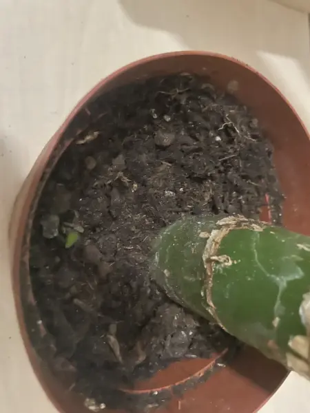 Řízek pokojové rostliny Dracaena