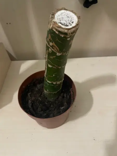 Řízek pokojové rostliny Dracaena 3