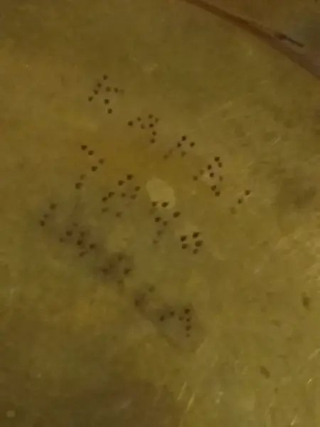 Dekorativní mosazný podnos s motivem páva 8