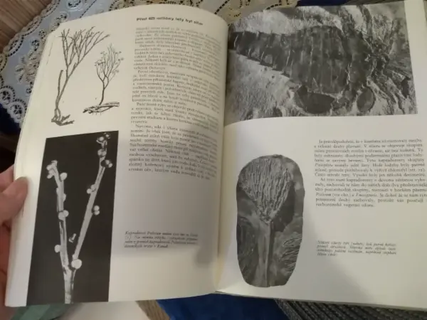 Kniha Příroda: Země, rostliny, živočichové (Albatros) 14