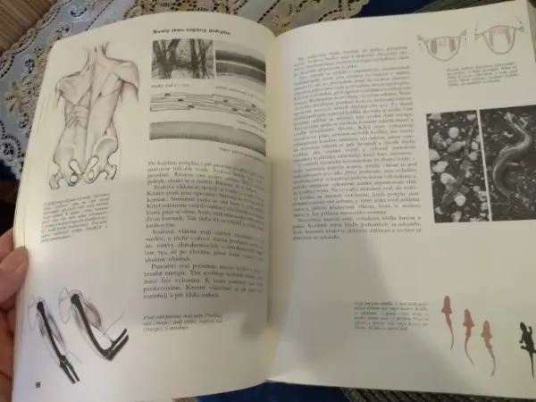 Kniha Příroda: Země, rostliny, živočichové (Albatros) 15