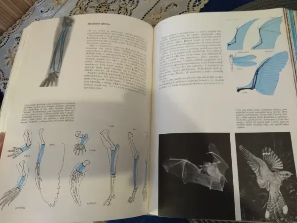 Kniha Příroda: Země, rostliny, živočichové (Albatros) 13