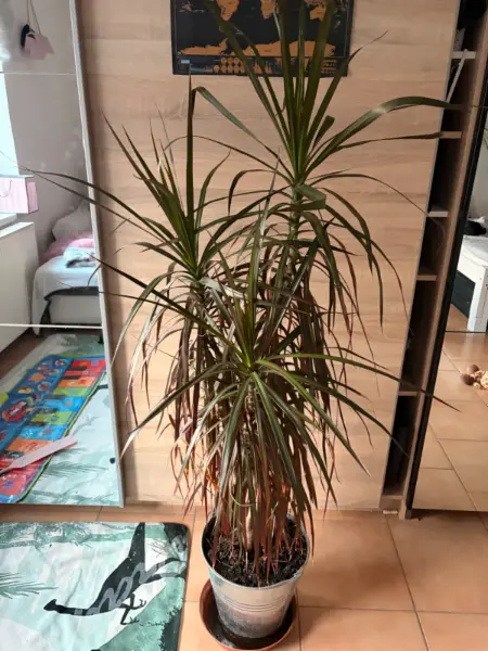 Dracena marginata - vzrostlá pokojová rostlina