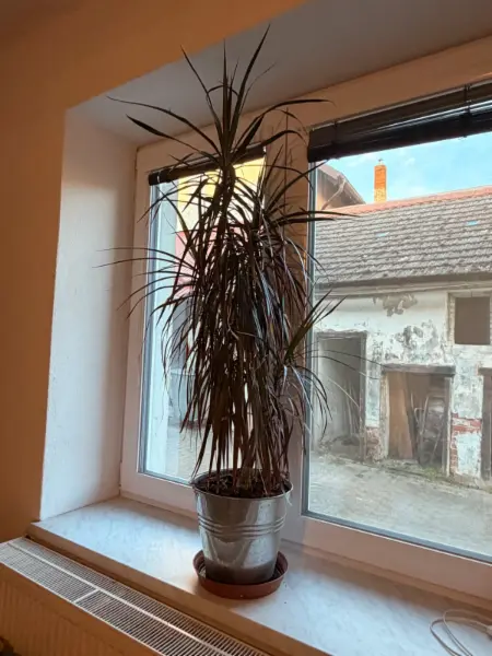 Dracena marginata - vzrostlá pokojová rostlina 3
