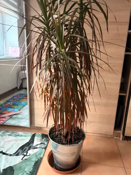 Dracena marginata - vzrostlá pokojová rostlina 2