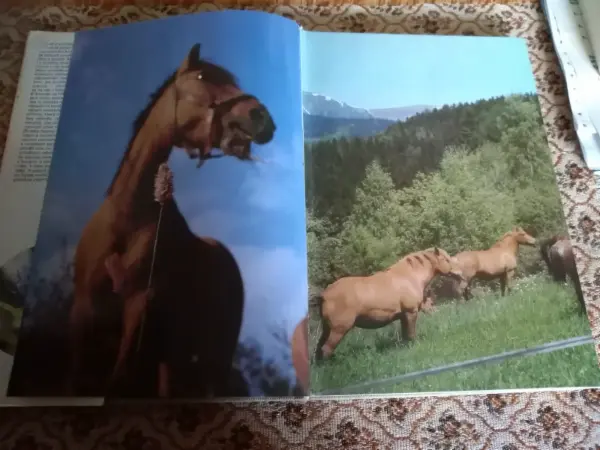 Knihy o koních 13